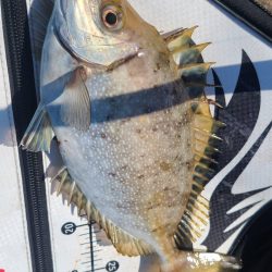 和歌山市江(吉丸渡船)でグレ釣り