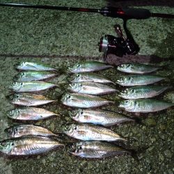 メバリングのはずがアジング