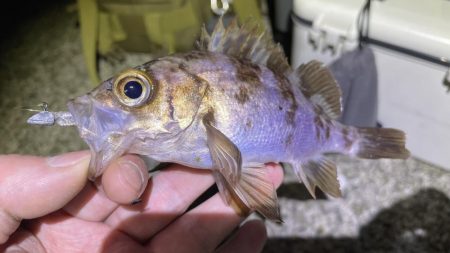 ガシラとメバル