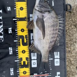 チヌフカセ釣り