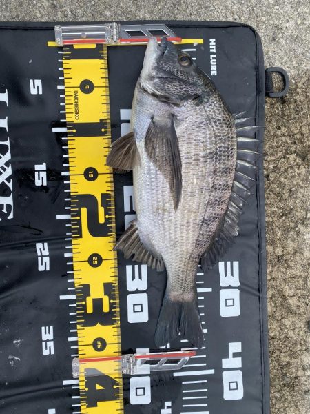 チヌフカセ釣り