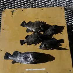 メバルリベンジ