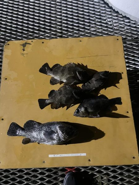 メバルリベンジ