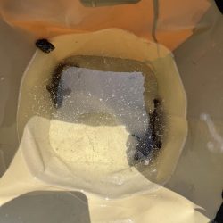 花見カレイ不発