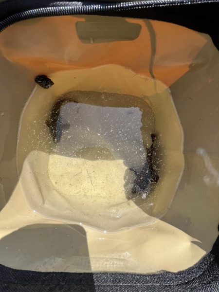 花見カレイ不発