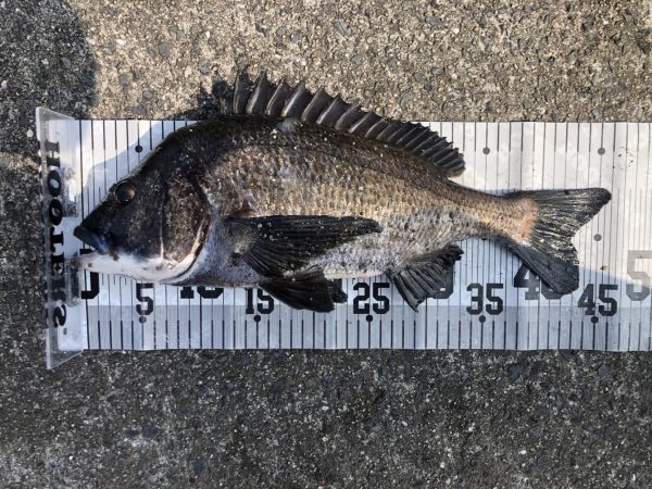 イチノ兄弟、釣果!