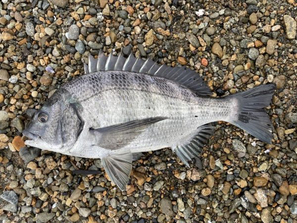 イチノ兄弟、釣果！