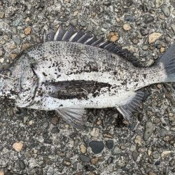 イチノ兄弟、釣果!