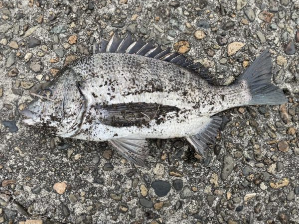 イチノ兄弟、釣果!