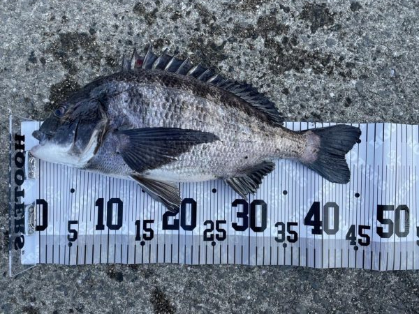 イチノ兄弟、釣果!