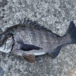 イチノ兄弟、釣果！