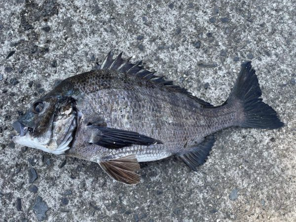 イチノ兄弟、釣果！