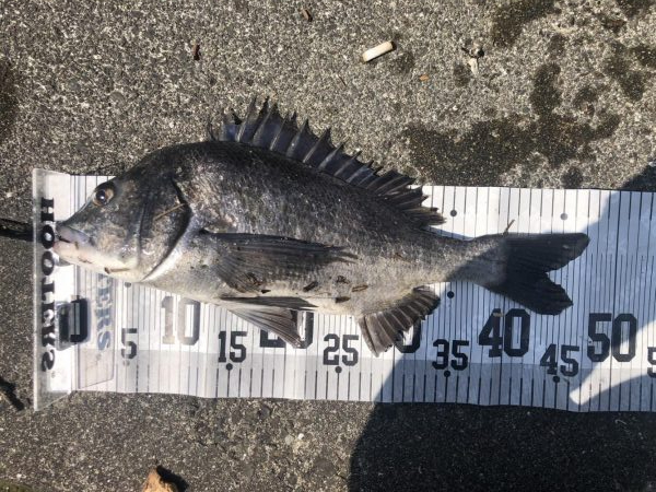 イチノ兄弟、釣果!