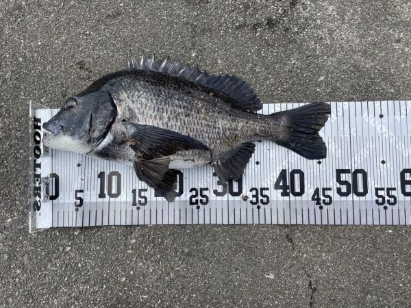 イチノ兄弟、釣果！