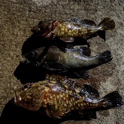 メバリング&ロックフィッシュの旅