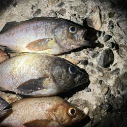 東二見メバル15