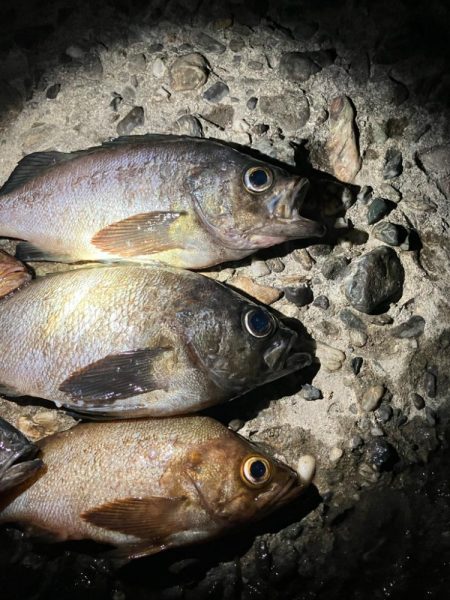 東二見メバル15