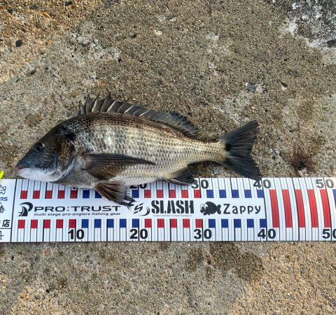 久しぶりの釣果で五目達成