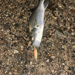 ホタパタでシーバス