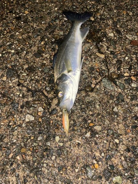 ホタパタでシーバス