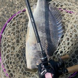 快適チニング！