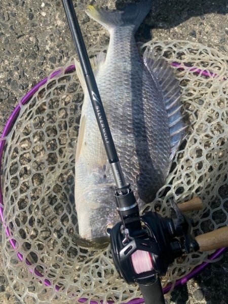 快適チニング！