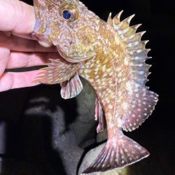 姫路メバル降臨