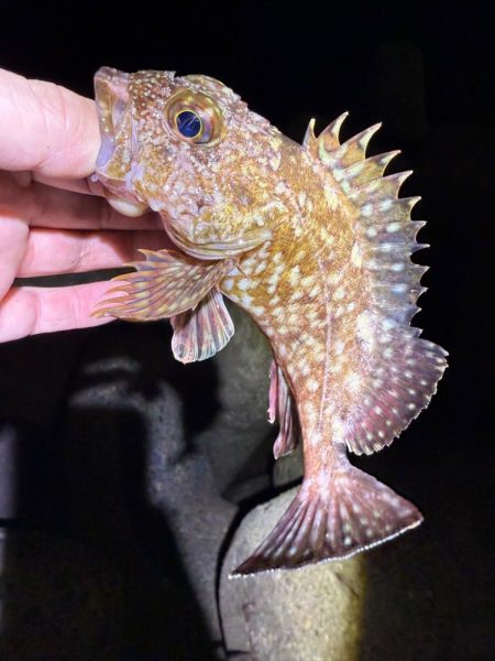 姫路メバル降臨