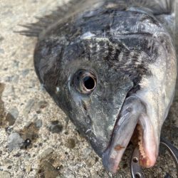 久々のセイゴさん🐟