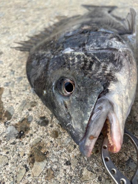 久々のセイゴさん🐟