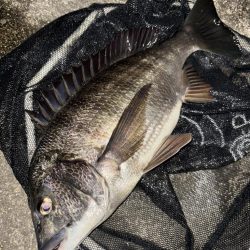 ヘチってきました