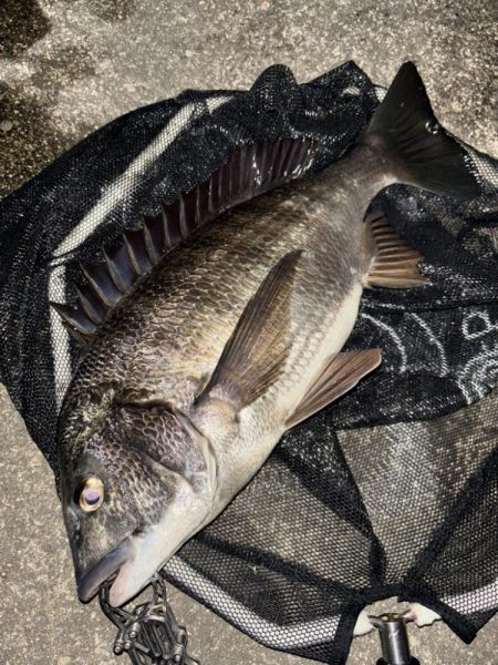 ヘチってきました