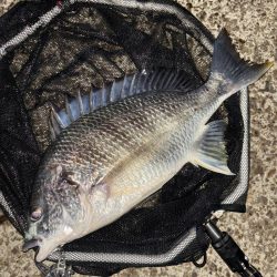 ヘチってきました