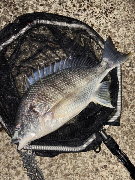 ヘチってきました