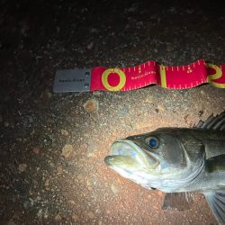 サイズは良いが、ガリガリ君