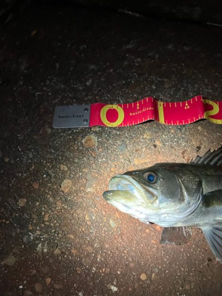 サイズは良いが、ガリガリ君