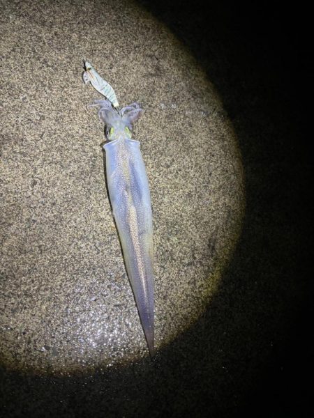 【三方エリア】ヤリイカリベンジ！