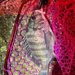 メガミルクジャコ(シラス)