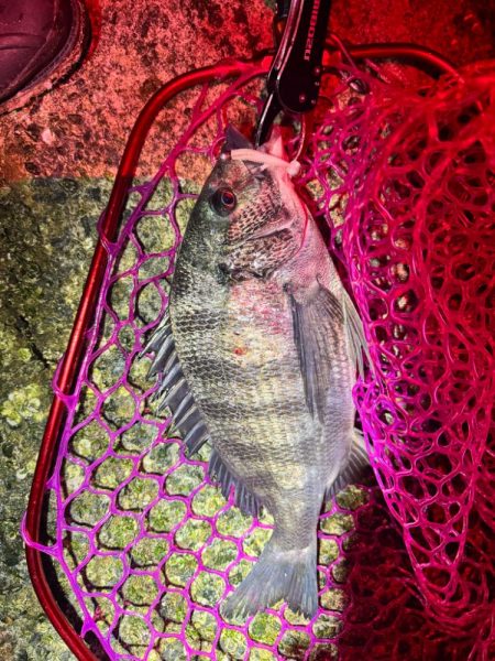 メガミルクジャコ（シラス）