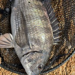 トレイシーチニング