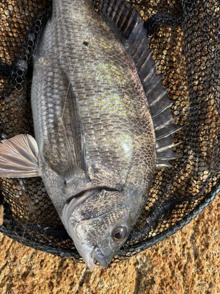 トレイシーチニング