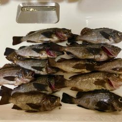 東二見メバル14