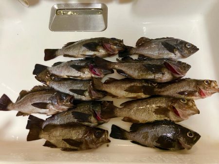 東二見メバル14