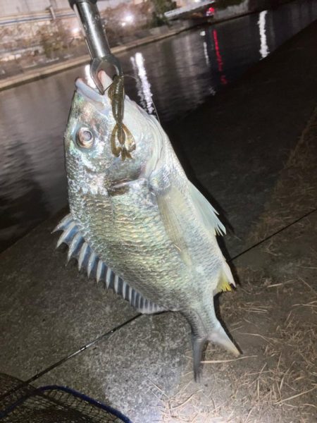 ドブ川チニング