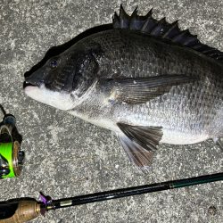 久しぶりの釣果