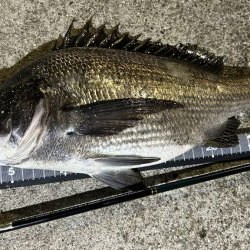 チヌは浮きぎみ?