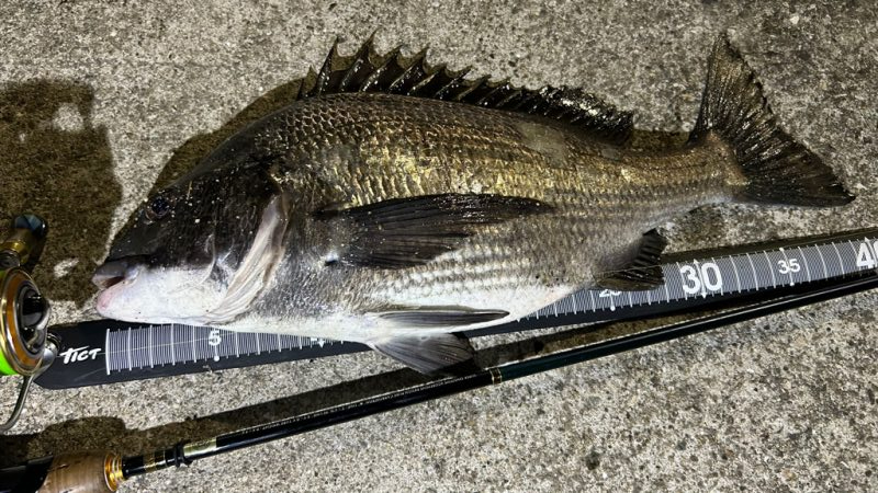 チヌは浮きぎみ?