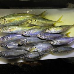 久しぶりのアジ釣り