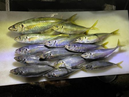 久しぶりのアジ釣り