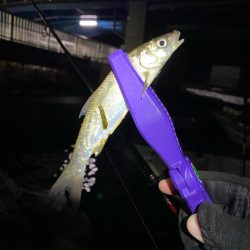 めちゃ久々の釣行